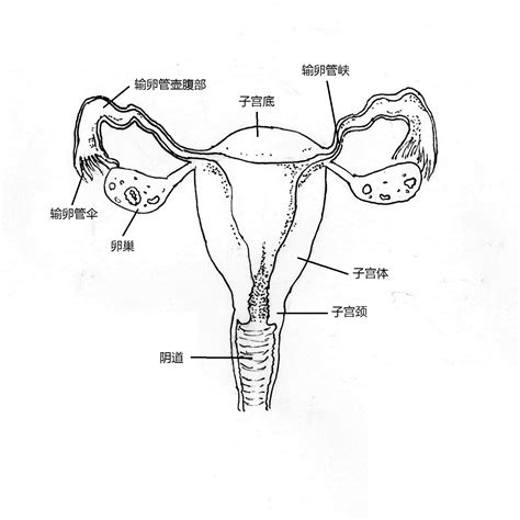 女人身體|女性生殖系統